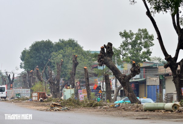 Hà Nội: Chặt hạ, dịch chuyển hàng xà cừ cổ thụ trên đường 70 Hà Nội: Chặt hạ, dịch chuyển hàng xà cừ cổ thụ trên đường 70