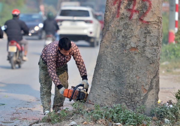 Hà Nội: Chặt hạ, dịch chuyển hàng xà cừ cổ thụ trên đường 70 Hà Nội: Chặt hạ, dịch chuyển hàng xà cừ cổ thụ trên đường 70