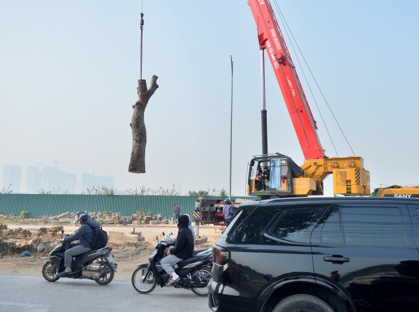 Hà Nội: Chặt hạ, dịch chuyển hàng xà cừ cổ thụ trên đường 70 Hà Nội: Chặt hạ, dịch chuyển hàng xà cừ cổ thụ trên đường 70