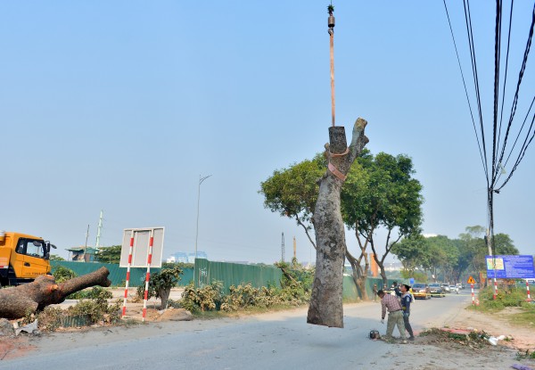 Hà Nội: Chặt hạ, dịch chuyển hàng xà cừ cổ thụ trên đường 70 Hà Nội: Chặt hạ, dịch chuyển hàng xà cừ cổ thụ trên đường 70