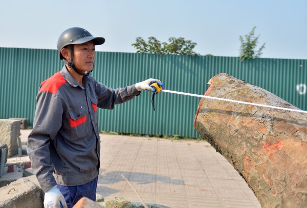 Hà Nội: Chặt hạ, dịch chuyển hàng xà cừ cổ thụ trên đường 70 Hà Nội: Chặt hạ, dịch chuyển hàng xà cừ cổ thụ trên đường 70