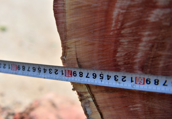 Hà Nội: Chặt hạ, dịch chuyển hàng xà cừ cổ thụ trên đường 70 Hà Nội: Chặt hạ, dịch chuyển hàng xà cừ cổ thụ trên đường 70