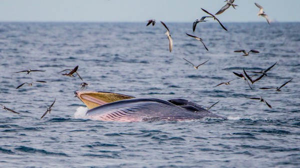 Hai mẹ con cá voi xuất hiện trở lại ở biển Bình Định