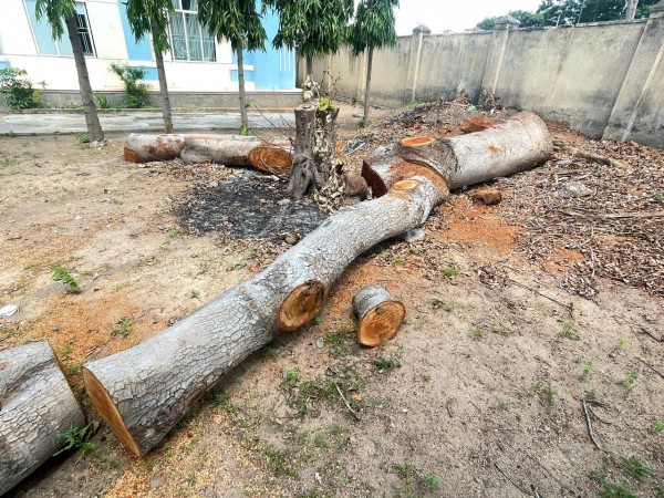 Hàng loạt cây gỗ lớn trong trụ sở UBND phường bị đốn hạ: Yêu cầu giải trình Hàng loạt cây gỗ lớn trong trụ sở UBND phường bị đốn hạ: Yêu cầu giải trình