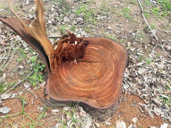 Hàng loạt cây gỗ lớn trong trụ sở UBND phường bị đốn hạ: Yêu cầu giải trình Hàng loạt cây gỗ lớn trong trụ sở UBND phường bị đốn hạ: Yêu cầu giải trình