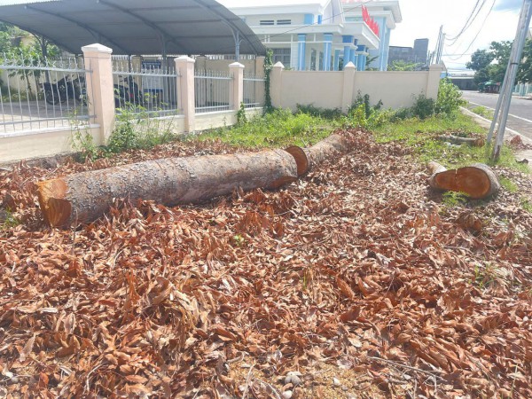 Hàng loạt cây gỗ lớn trong trụ sở UBND phường bị đốn hạ: Yêu cầu giải trình Hàng loạt cây gỗ lớn trong trụ sở UBND phường bị đốn hạ: Yêu cầu giải trình