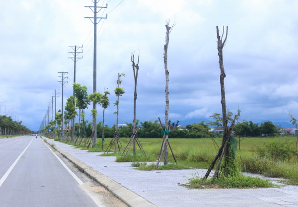 Hàng loạt cây xanh tại dự án đường hơn 370 tỉ đồng ở Huế chết khô Hàng loạt cây xanh tại dự án đường hơn 370 tỉ đồng ở Huế chết khô