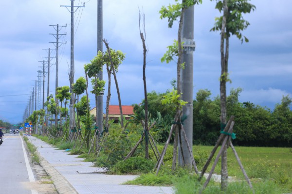 Hàng loạt cây xanh tại dự án đường hơn 370 tỉ đồng ở Huế chết khô Hàng loạt cây xanh tại dự án đường hơn 370 tỉ đồng ở Huế chết khô
