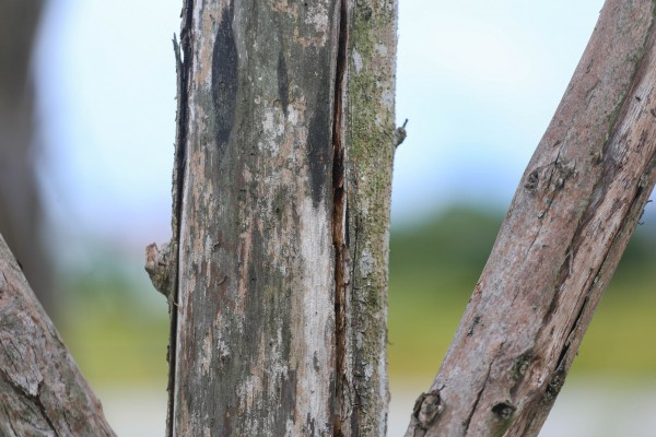 Hàng loạt cây xanh tại dự án đường hơn 370 tỉ đồng ở Huế chết khô Hàng loạt cây xanh tại dự án đường hơn 370 tỉ đồng ở Huế chết khô