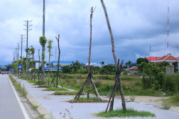 Hàng loạt cây xanh tại dự án đường hơn 370 tỉ đồng ở Huế chết khô Hàng loạt cây xanh tại dự án đường hơn 370 tỉ đồng ở Huế chết khô