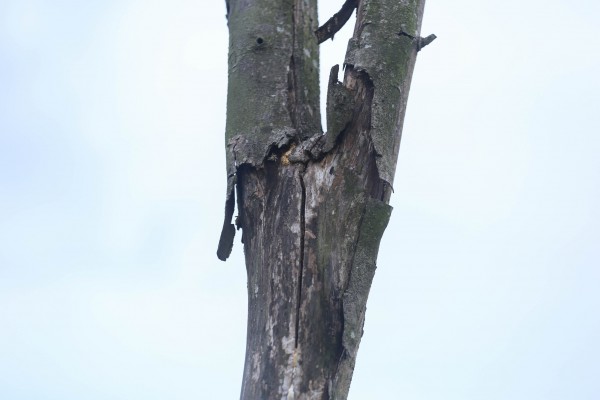 Hàng loạt cây xanh tại dự án đường hơn 370 tỉ đồng ở Huế chết khô Hàng loạt cây xanh tại dự án đường hơn 370 tỉ đồng ở Huế chết khô