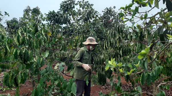 Hàng ngàn ha cây trồng ở Gia Lai có nguy cơ thiếu nước tưới