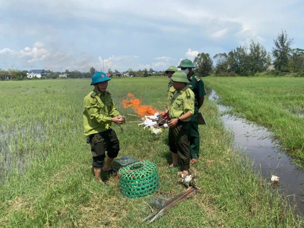 Hàng ngàn que tre dính keo bẫy chim trời giữa đồng Hoàn Lão