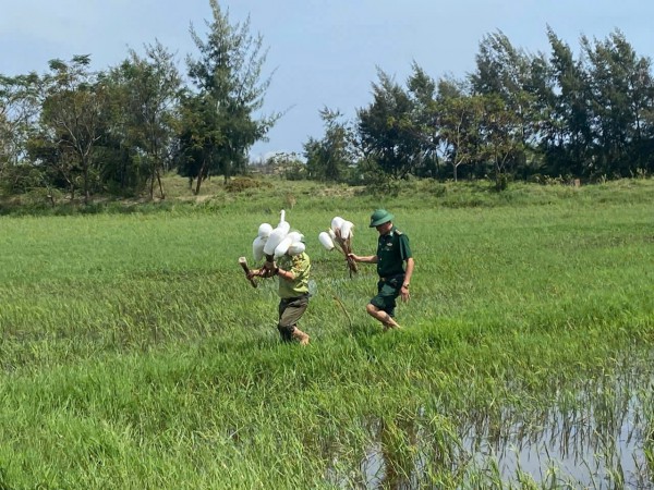 Hàng ngàn que tre dính keo bẫy chim trời giữa đồng Hoàn Lão