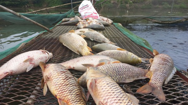 Hàng trăm tấn cá lồng chết hàng loạt, người dân đối mặt cảnh trắng tay