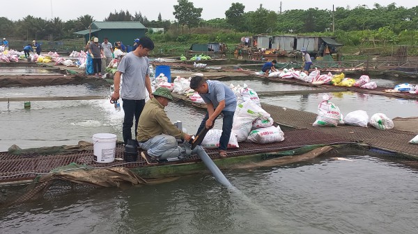 Hàng trăm tấn cá lồng chết hàng loạt, người dân đối mặt cảnh trắng tay