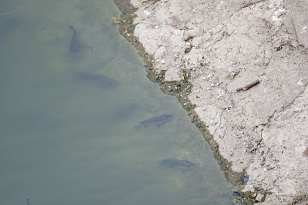 Hiện trạng sông Tô Lịch sau khi bổ cập 2 nguồn nước Hiện trạng sông Tô Lịch sau khi bổ cập 2 nguồn nước