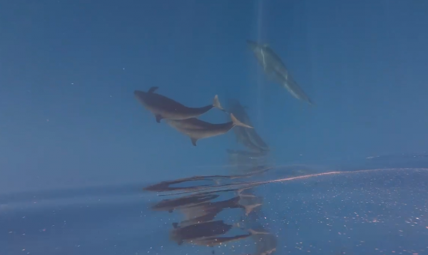 Hiện tượng hiếm gặp: Cá voi vờn sóng, phô diễn sống động ở Phú Quý Hiện tượng hiếm gặp: Cá voi vờn sóng, phô diễn sống động ở Phú Quý