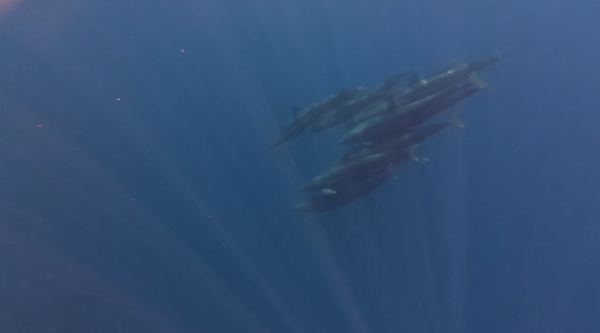 Hiện tượng hiếm gặp: Cá voi vờn sóng, phô diễn sống động ở Phú Quý Hiện tượng hiếm gặp: Cá voi vờn sóng, phô diễn sống động ở Phú Quý