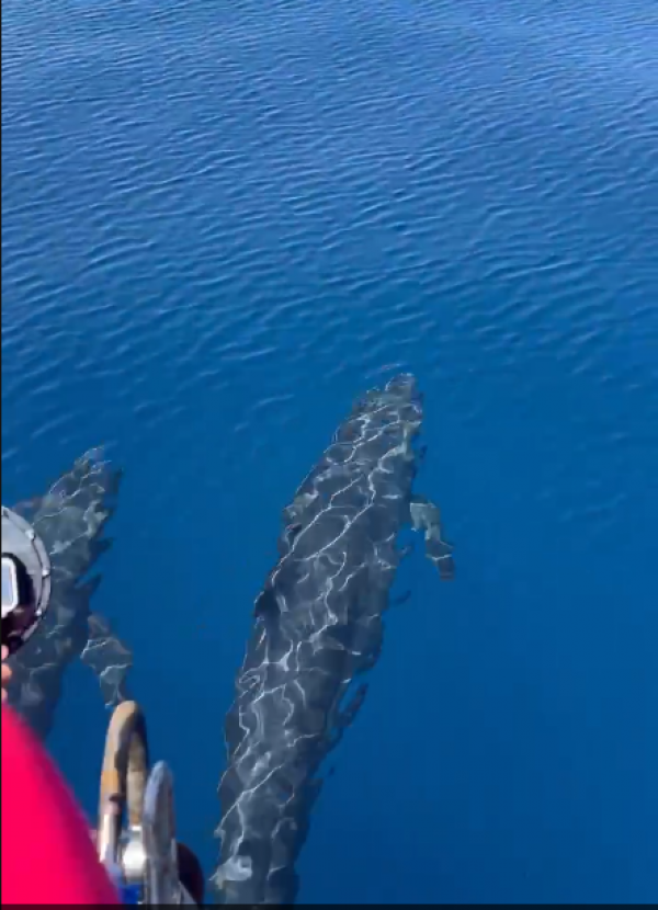 Hiện tượng hiếm gặp: Cá voi vờn sóng, phô diễn sống động ở Phú Quý Hiện tượng hiếm gặp: Cá voi vờn sóng, phô diễn sống động ở Phú Quý