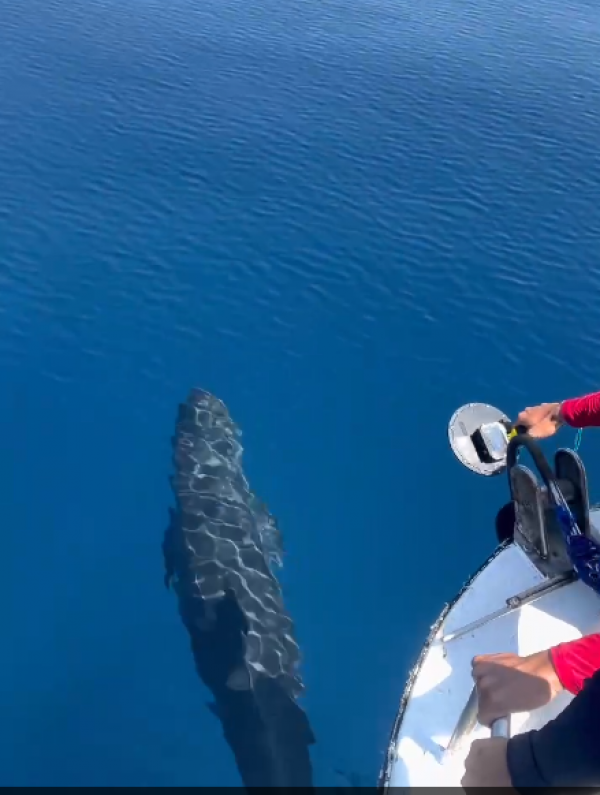 Hiện tượng hiếm gặp: Cá voi vờn sóng, phô diễn sống động ở Phú Quý Hiện tượng hiếm gặp: Cá voi vờn sóng, phô diễn sống động ở Phú Quý