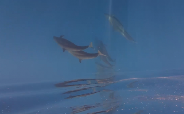 Hiện tượng hiếm gặp: Cá voi vờn sóng, phô diễn sống động ở Phú Quý Hiện tượng hiếm gặp: Cá voi vờn sóng, phô diễn sống động ở Phú Quý