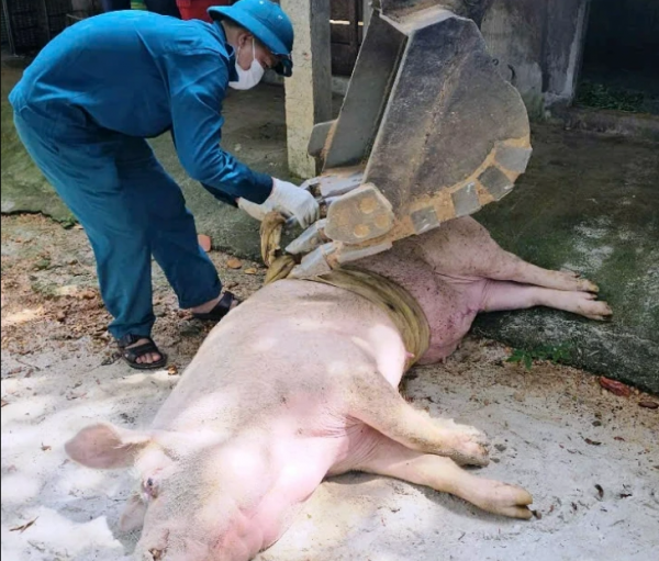 Hơn 1.700 con lợn bị tiêu hủy, Quảng Trị thiếu lực lượng thú y ứng phó dịch Hơn 1.700 con lợn bị tiêu hủy, Quảng Trị thiếu lực lượng thú y ứng phó dịch