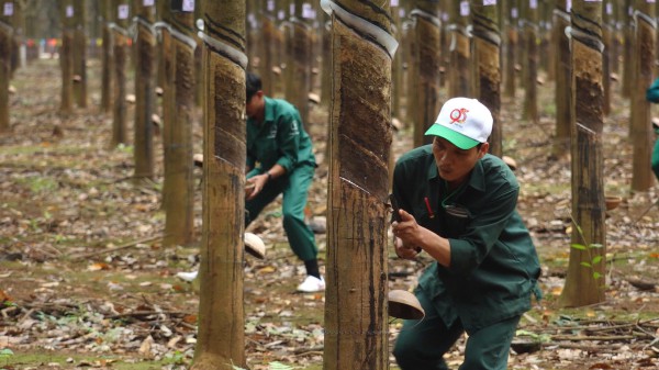 Hơn 200 thợ cạo giỏi tranh tài tại Hội thi Bàn tay vàng VRG 2024