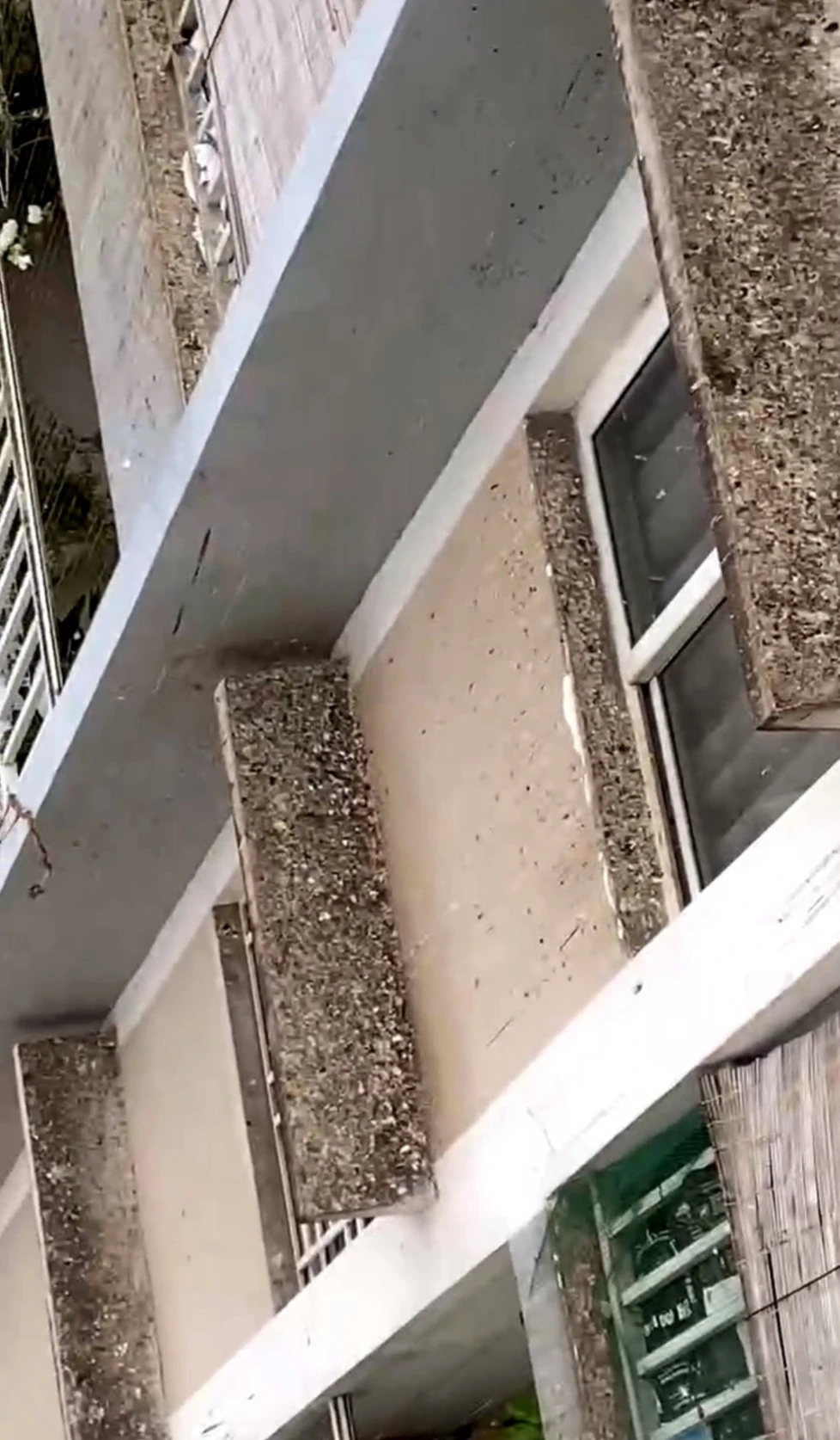 Họp khẩn giải quyết vụ đàn chim bồ câu gây ô nhiễm tại chung cư ở TP.Thủ Đức