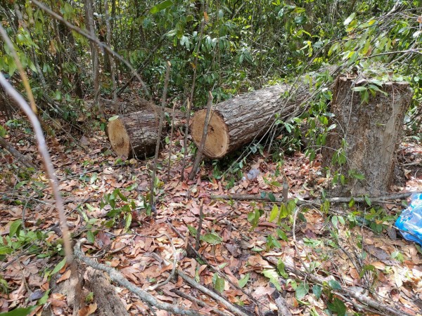 Khai thác gỗ trái phép trong Khu bảo tồn thiên nhiên Bình Châu - Phước Bửu