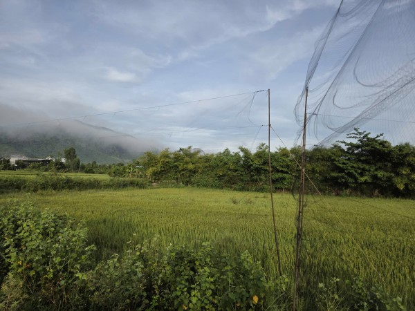 Khánh Hòa: Báo động tình trạng bẫy chim yến trái phép