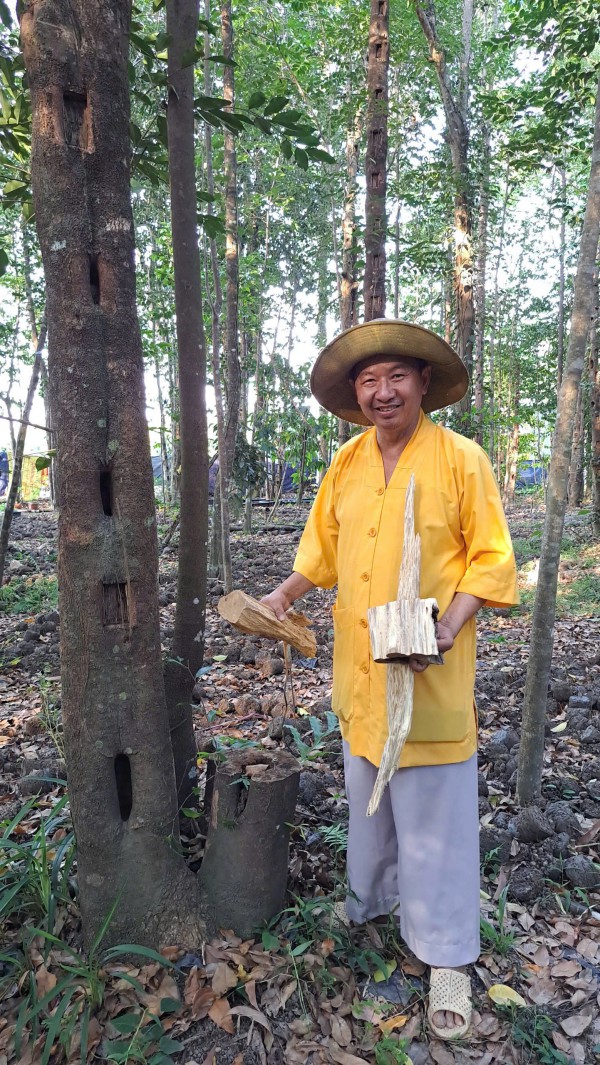 Khát vọng trầm hương của 'nhà sư Thị Kính': Rừng dó bầu nơi cửa Phật Khát vọng trầm hương của 'nhà sư Thị Kính': Rừng dó bầu nơi cửa Phật