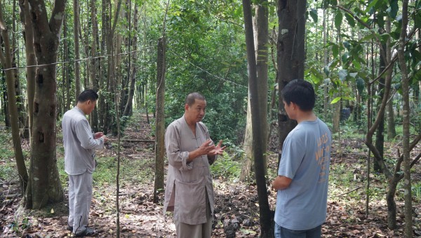 Khát vọng trầm hương của 'nhà sư Thị Kính': Rừng dó bầu nơi cửa Phật Khát vọng trầm hương của 'nhà sư Thị Kính': Rừng dó bầu nơi cửa Phật