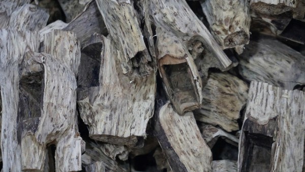 Khát vọng trầm hương của 'nhà sư Thị Kính': Rừng dó bầu nơi cửa Phật Khát vọng trầm hương của 'nhà sư Thị Kính': Rừng dó bầu nơi cửa Phật