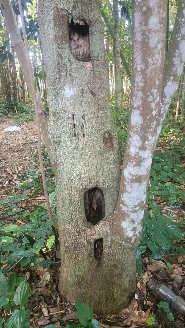 Khát vọng trầm hương của 'nhà sư Thị Kính': Rừng dó bầu nơi cửa Phật Khát vọng trầm hương của 'nhà sư Thị Kính': Rừng dó bầu nơi cửa Phật