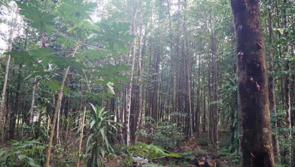 Khát vọng trầm hương của 'nhà sư Thị Kính': Rừng dó bầu nơi cửa Phật Khát vọng trầm hương của 'nhà sư Thị Kính': Rừng dó bầu nơi cửa Phật