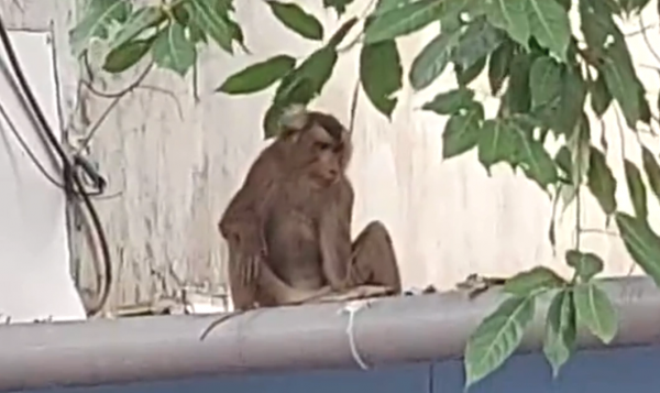 Kiểm lâm bắn gây mê khỉ 6,5 kg quậy phá khu dân cư