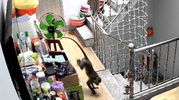 Kiểm lâm bắn gây mê khỉ nặng hơn 8 kg vào nhà dân quậy phá Kiểm lâm bắn gây mê khỉ nặng hơn 8 kg vào nhà dân quậy phá