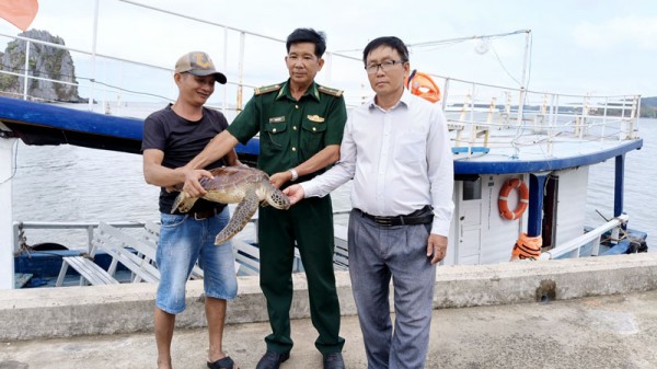 Kiên Giang: Người thu mua hải sản giao nộp rùa biển nặng 8 kg