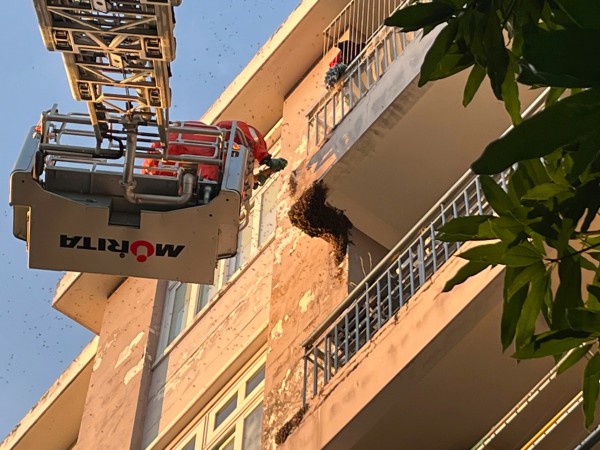 Kịp thời xử lý tổ ong 'khủng' trong khu dân cư ở TP.HCM Kịp thời xử lý tổ ong 'khủng' trong khu dân cư ở TP.HCM