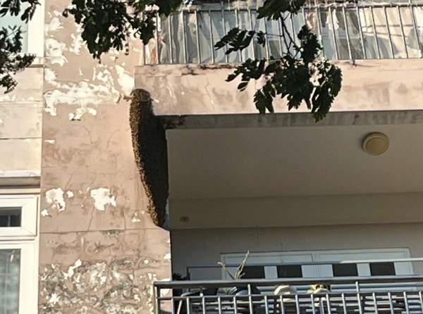 Kịp thời xử lý tổ ong 'khủng' trong khu dân cư ở TP.HCM Kịp thời xử lý tổ ong 'khủng' trong khu dân cư ở TP.HCM