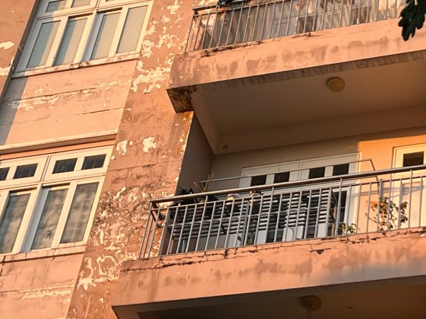 Kịp thời xử lý tổ ong 'khủng' trong khu dân cư ở TP.HCM Kịp thời xử lý tổ ong 'khủng' trong khu dân cư ở TP.HCM