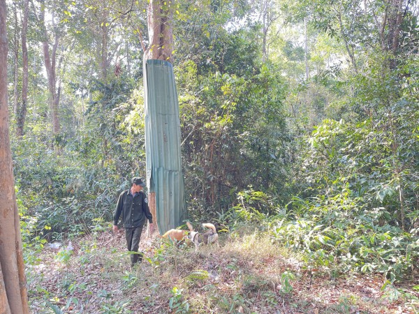 Kon Tum: 161 cây gỗ trắc chết khô, ngã đổ bị ‘giam’ giữa rừng vì vướng luật
