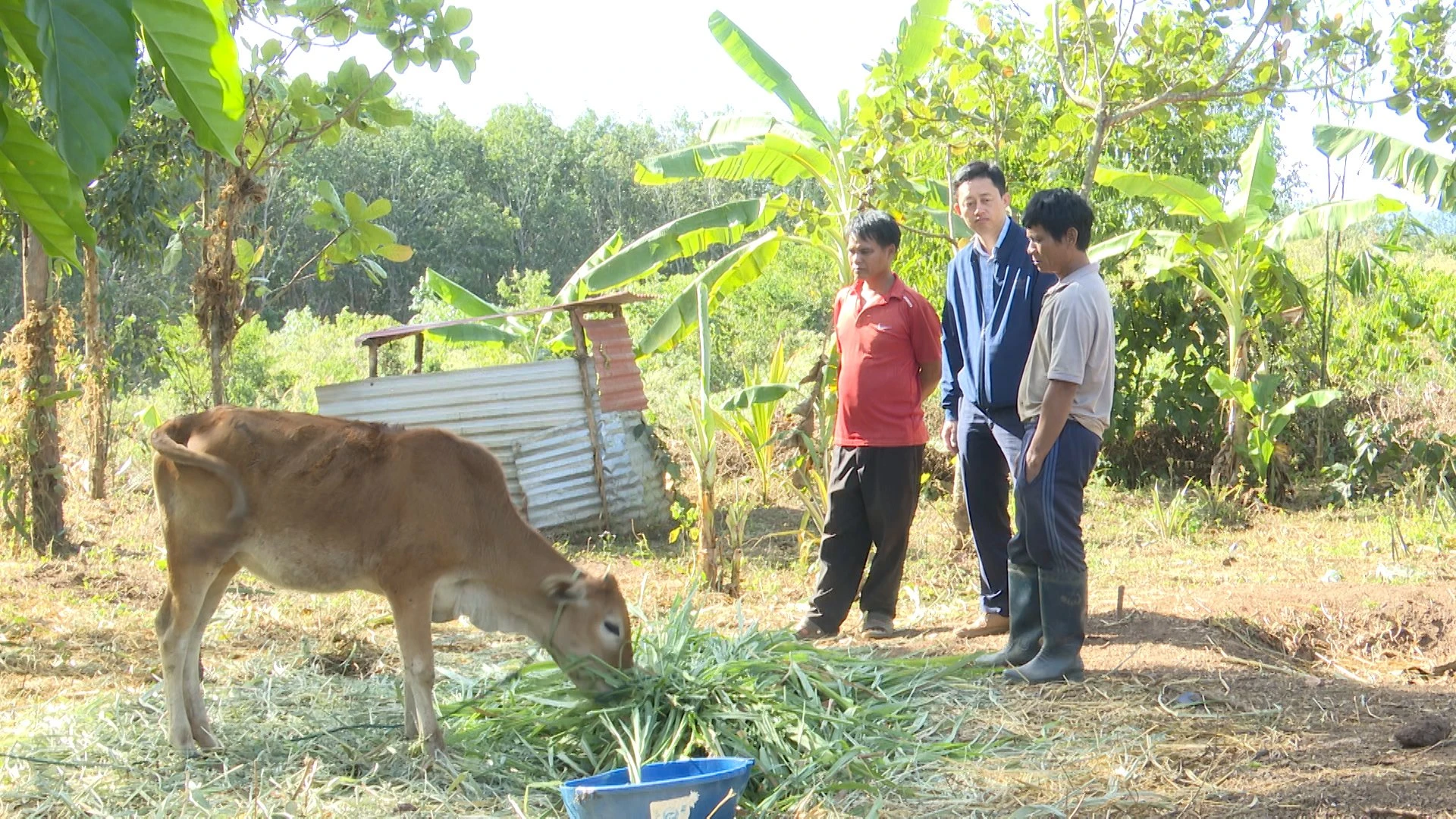 Kon Tum: 8 cán bộ vi phạm trong vụ cấp bò giống nhỏ như con bê