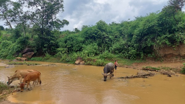 Kon Tum: Cầu treo hư hỏng, người dân phải lội suối đi làm