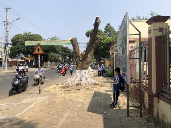 Kon Tum: Người dân tiếc nuối vì cây xanh bị chặt hạ để làm vỉa hè