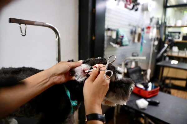 Làm đẹp thú cưng ở TP.HCM: Áp lực 'khủng' với khách hàng 4 chân Làm đẹp thú cưng ở TP.HCM: Áp lực 'khủng' với khách hàng 4 chân
