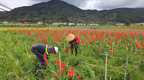 Lâm Đồng: Hoa lay ơn nở muộn, nông dân trắng tay Lâm Đồng: Hoa lay ơn nở muộn, nông dân trắng tay