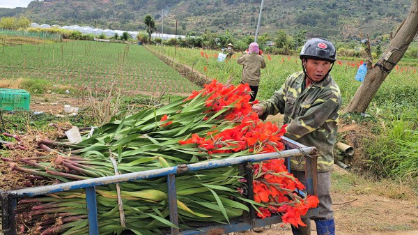 Lâm Đồng: Hoa lay ơn nở muộn, nông dân trắng tay Lâm Đồng: Hoa lay ơn nở muộn, nông dân trắng tay