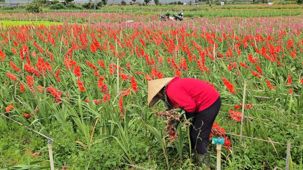 Lâm Đồng: Hoa lay ơn nở muộn, nông dân trắng tay Lâm Đồng: Hoa lay ơn nở muộn, nông dân trắng tay